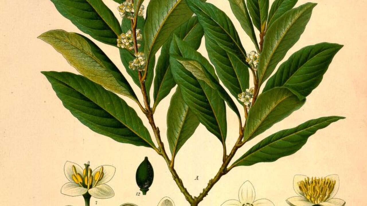 Zdravilnost dreves in grmičevja, delavnica