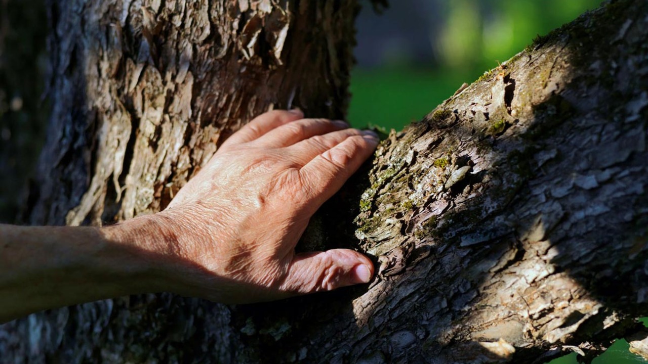 Brezplačna predstavitev Gozdne terapije za starejše