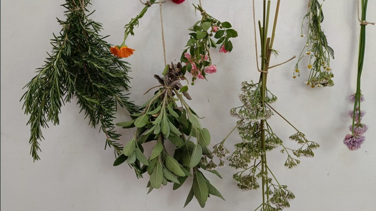 Osnove zeliščarstva, delavnica