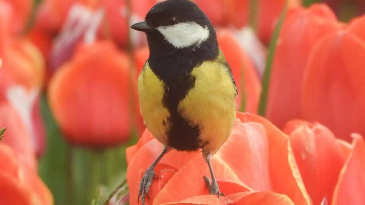 Fotografska razstava Ptice v Arboretumu